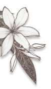 Luxee Java 2 12.png