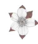 Luxee Java 2 13.png